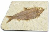 Detailed Fossil Fish (Knightia) - Wyoming #348077-1